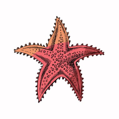 Hand drawn colored sketch of marine Starfish, ocean aquatic underwater vector. Engraving illustration on white background.	