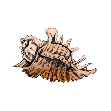 Hand drawn colored sketch of seashell, clam, conch. Scallop sea shell, sketch style vector illustration isolated on white background.	