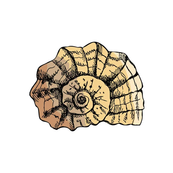Hand Drawn Colored Sketch Prehistoric Ammonite Seashell Sketch Style Vector — 图库矢量图片
