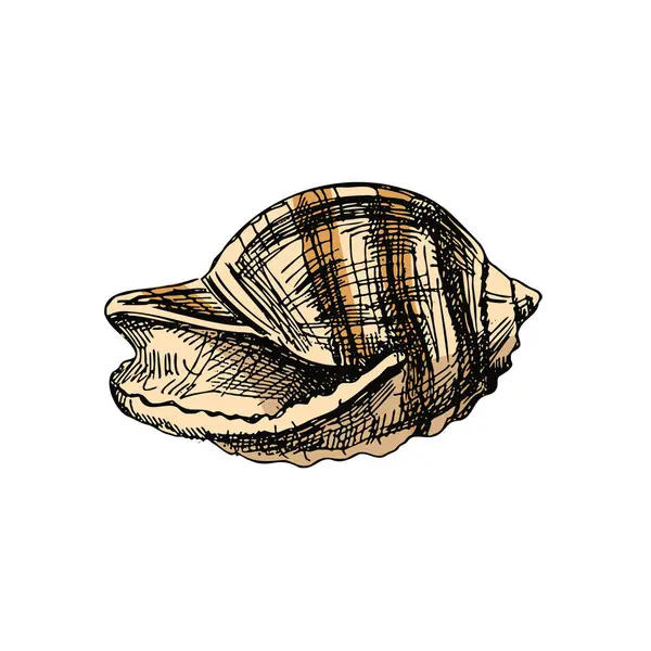 Hand Drawn Colored Sketch Seashell Clam Conch Scallop Sea Shell — Stock Vector