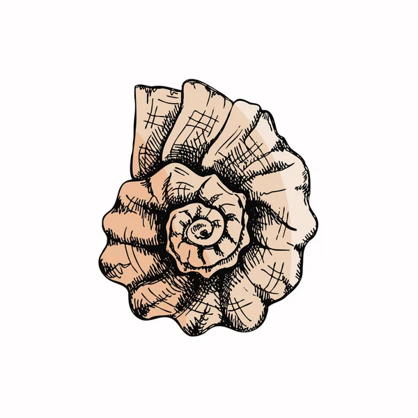 Hand Drawn Colored Sketch Prehistoric Ammonite Seashell Sketch Style Vector — Stok Vektör