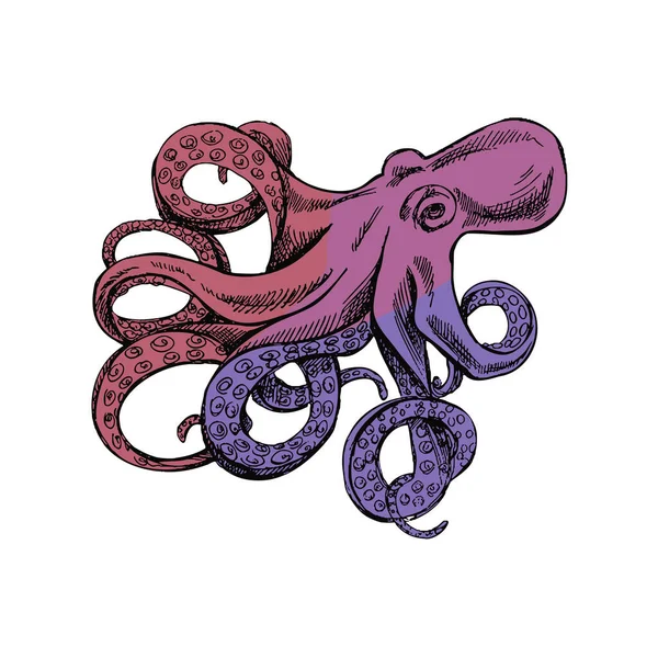 Hand Drawn Colored Sketch Octopus Vector Aquatic Monochrome Illustration Isolated — Vetor de Stock