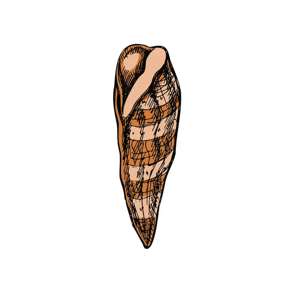 Hand Drawn Colored Sketch Seashell Clam Conch Whelk Scallop Sea — Stok Vektör