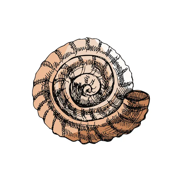 Hand Drawn Colored Sketch Prehistoric Ammonite Seashell Sketch Style Vector — Stockvektor