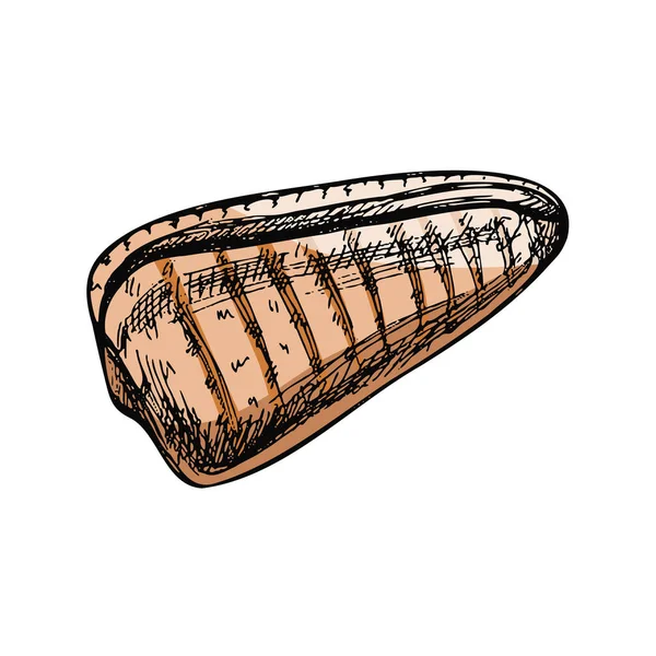 Hand Drawn Colored Sketch Seashell Clam Conch Whelk Scallop Sea — 图库矢量图片