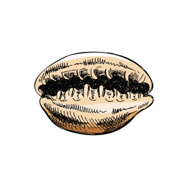 Hand drawn colored sketch of seashell, clam, conch. Scallop sea shell, sketch style vector illustration isolated on white background.	