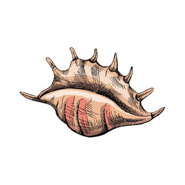 Hand drawn colored sketch of seashell, clam, conch. Scallop sea shell, sketch style vector illustration isolated on white background.	