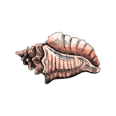 Hand drawn colored sketch of seashell, clam, conch. Scallop sea shell, sketch style vector illustration isolated on white background.	