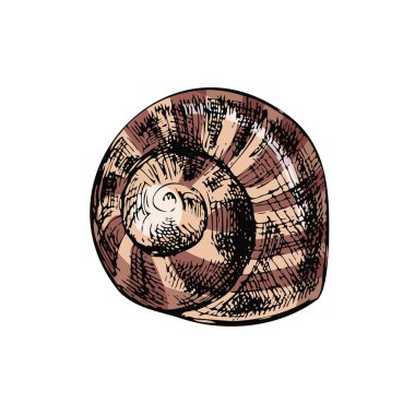 Hand drawn colored sketch of seashell, clam, conch. Scallop sea shell, sketch style vector illustration isolated on white background.	