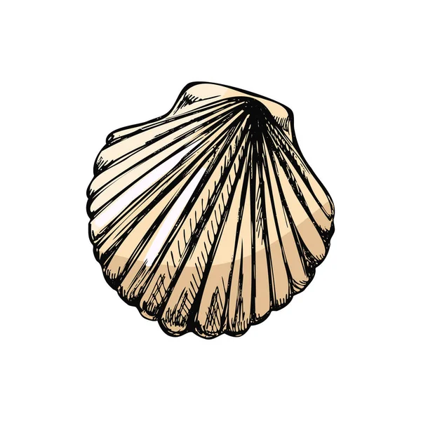 Realistic Hand Drawn Colored Sketch Saltwater Scallop Seashell Clam Conch — Stok Vektör