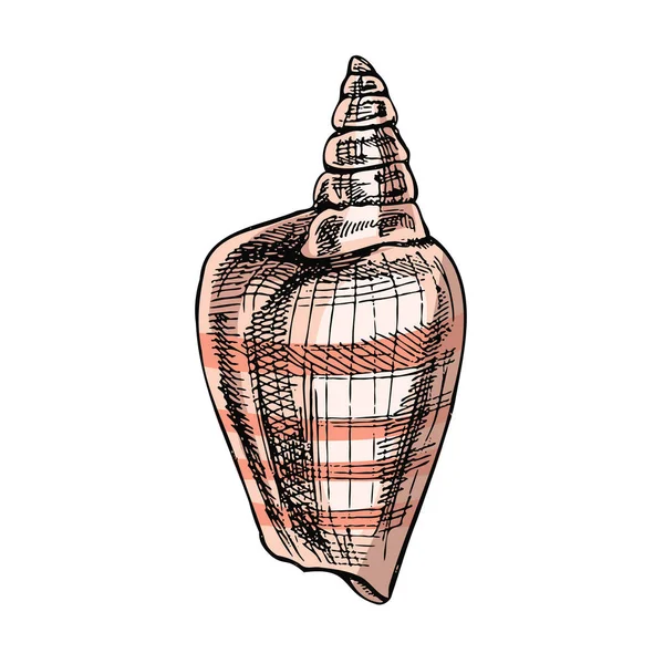 手工绘制的贝壳 海螺的彩色草图 头皮海壳 在白色背景上孤立的草图样式矢量图解 — 图库矢量图片