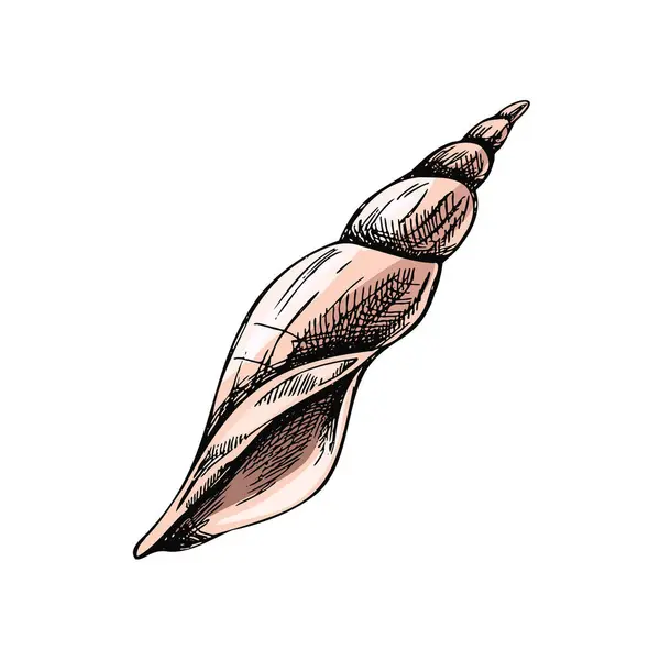 Hand Drawn Colored Sketch Seashell Clam Conch Scallop Sea Shell — Stok Vektör