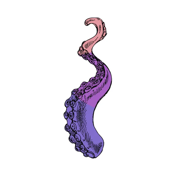 Hand Drawn Colored Sketch Octopus Tentacle Vector Aquatic Monochrome Illustration — Stockvector