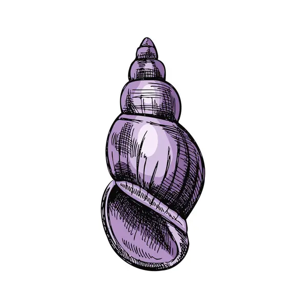 Hand Drawn Colored Sketch Seashell Clam Conch Scallop Sea Shell — стоковый вектор