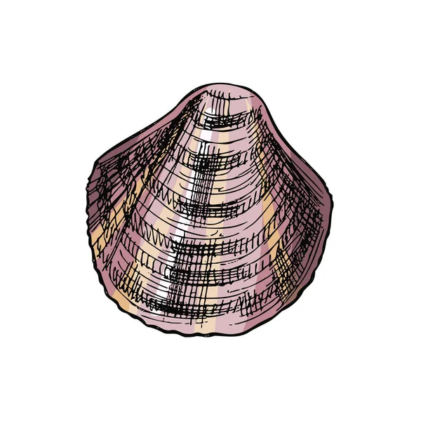 Hand Drawn Colored Sketch Seashell Clam Conch Scallop Sea Shell — Stockvektor