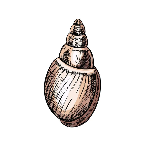 Hand Drawn Colored Sketch Seashell Clam Conch Scallop Sea Shell — Stok Vektör