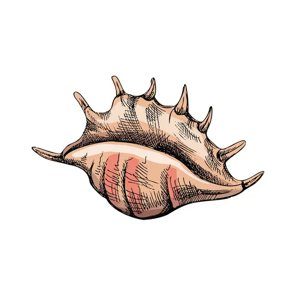 Hand Drawn Colored Sketch Seashell Clam Conch Scallop Sea Shell — Stockvektor