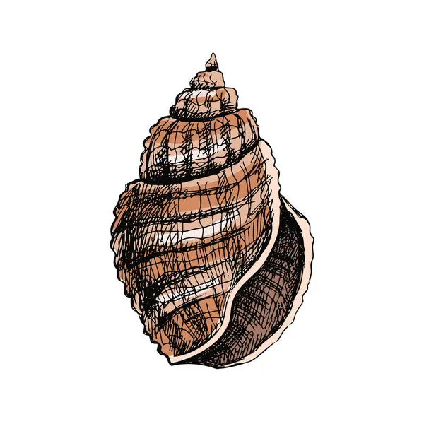 Hand Drawn Colored Sketch Seashell Clam Conch Scallop Sea Shell — Image vectorielle