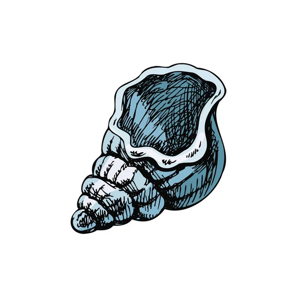 Hand Drawn Colored Sketch Seashell Clam Conch Scallop Sea Shell —  Vetores de Stock