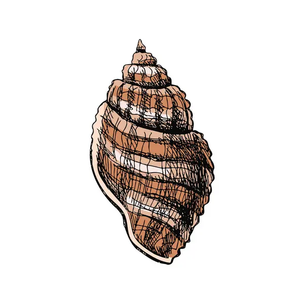 Hand Drawn Colored Sketch Seashell Clam Conch Scallop Sea Shell — Stockvector