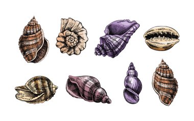 Deniz kabukları, amonit rengi vektör seti. El çizimi çizimi çizimi. Beyaz arka planda izole edilmiş çeşitli yumuşakça deniz kabuklarının gerçekçi çizimlerinin toplanması.