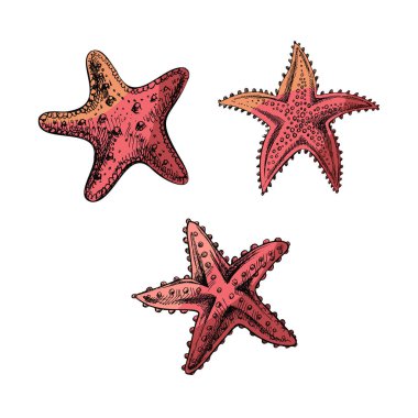 Hand drawn sketch of marine Starfishs, ocean aquatic underwater color vector. Engraving illustration on white background.	