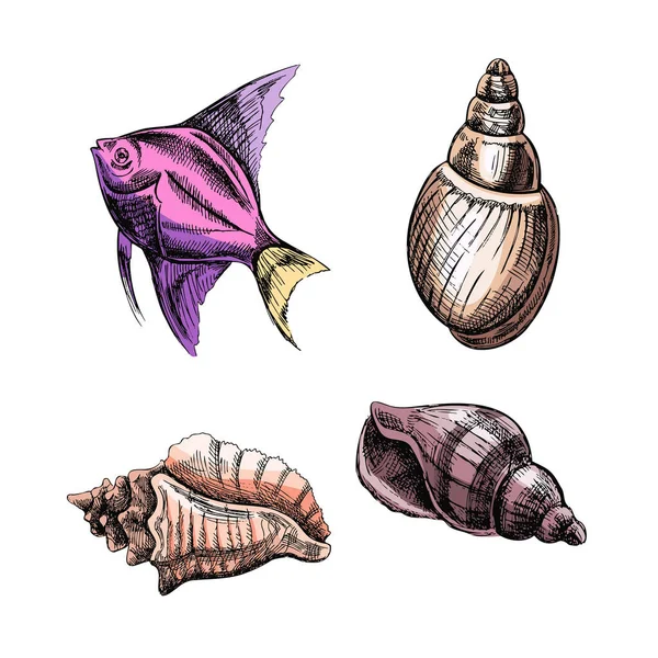 Deniz Kabukları Tropikal Balık Renk Vektörü Seti Çizimi Çizimi Çizimi — Stok Vektör