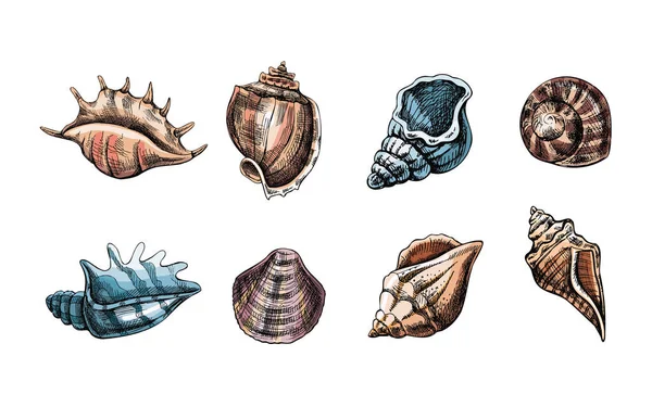 Seashells Conjunto Vetor Cor Amonita Ilustração Esboço Desenhado Mão Coleção —  Vetores de Stock