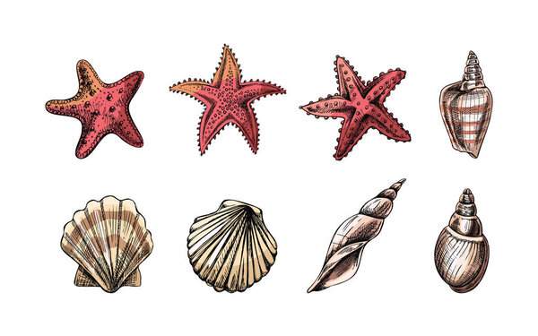 Seashells,  marine Starfish, scallop  seashell color vector set. Hand drawn sketch illustration. Collection of realistic sketches of various  ocean creatures  isolated on white background.