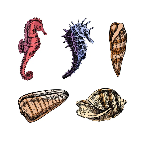Seashells Cavalos Marinhos Conjunto Vectores Coloridos Ilustração Esboço Desenhado Mão —  Vetores de Stock
