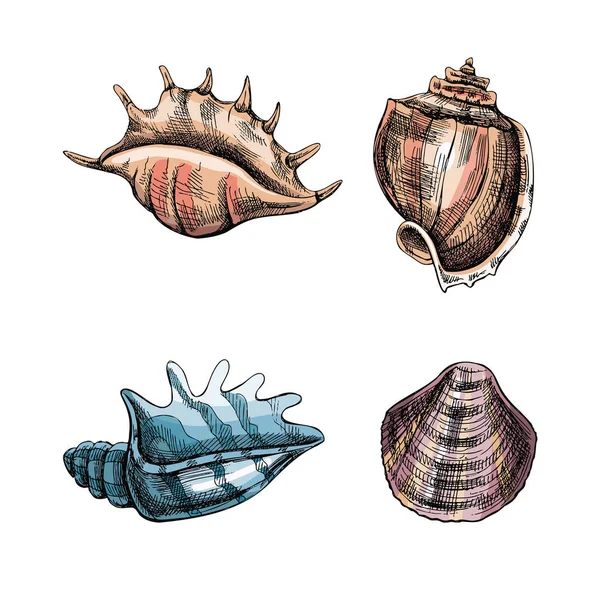 Kagylók Ammónia Színű Vektor Készlet Kézzel Rajzolt Vázlat Illusztráció Különböző — Stock Vector
