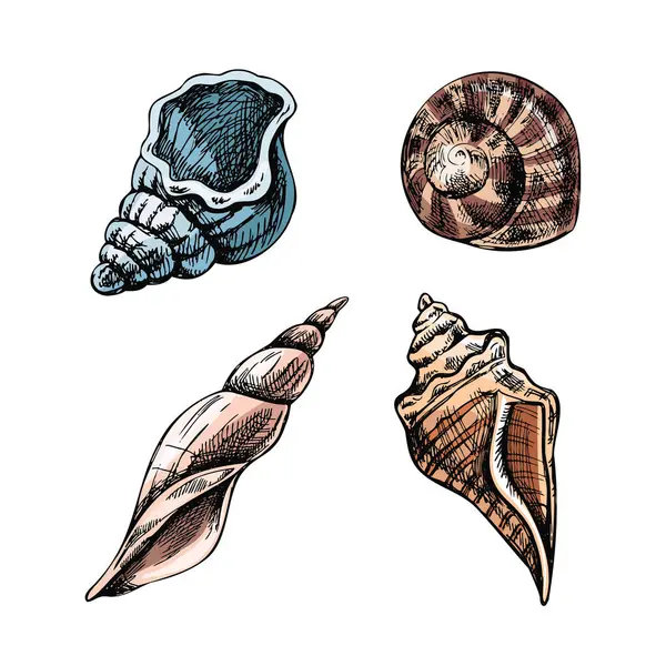 Seashells 암모나이트 손으로 스케치 그림입니다 배경에 모양의 Molluscs 포탄의 현실적인 — 스톡 벡터