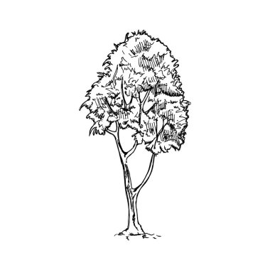 hand-drawn sketch of tree on white background. Eco concept. Doodle vector illustration.	