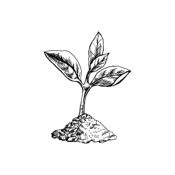 Hand Drawn Sketch Sprouts Growing Ground Eco Concept Doodle Vector — Wektor stockowy