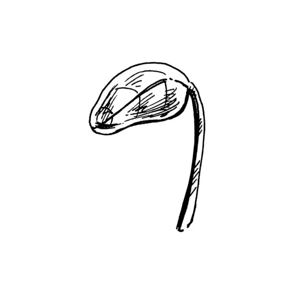Hand Drawn Sketch Sprout Eco Concept Doodle Vector Outline Doodle — стоковый вектор