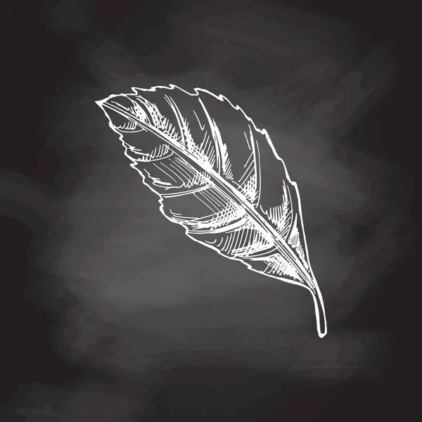Hand Drawn Sketch Leaf Chalkboard Background Ink Pen Leaf Drawing — Stock Vector