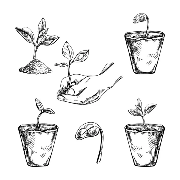 植物の手描きのスケッチ 生分解性の桃のモス ポットおよび木は手で芽生えました エココンセプト Doodle ベクター アウトライン 落書きアイコン — ストックベクタ