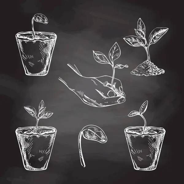 Ručně Kreslené Náčrtky Rostlin Biologicky Rozložitelných Rašelinových Mechových Květináčích Klíčcích — Stockový vektor
