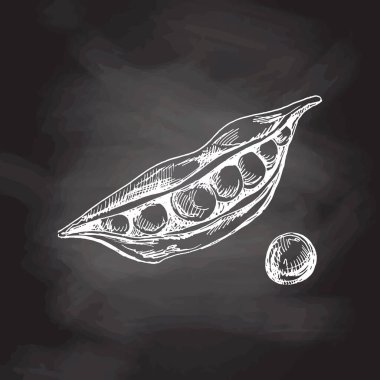 Taslak şeklinde elle çizilmiş yeşil bezelye çizimi. Tahta arka planda vektör sebzeler. Klasik karalama çizimi. Kafe menüleri ve etiketleri için çizim. Oymalı resim. Hasat..