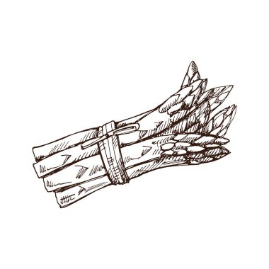 Elle çizilmiş kuşkonmaz çizimi. Vektör sebzeler. Klasik karalama çizimi. Kafe menüleri ve etiketleri için çizim. Oymalı resim. Hasat..