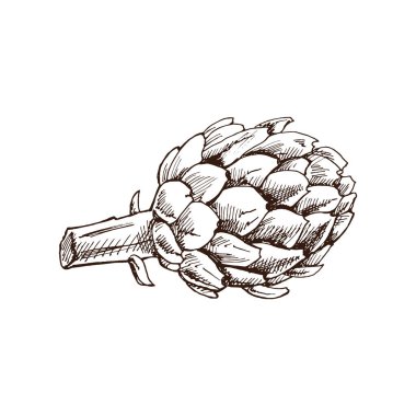 Çizim tarzında elle çizilmiş enginar çizimi. Vektör sebzeler. Klasik karalama çizimi. Kafe menüleri ve etiketleri için çizim. Oymalı resim. Hasat..