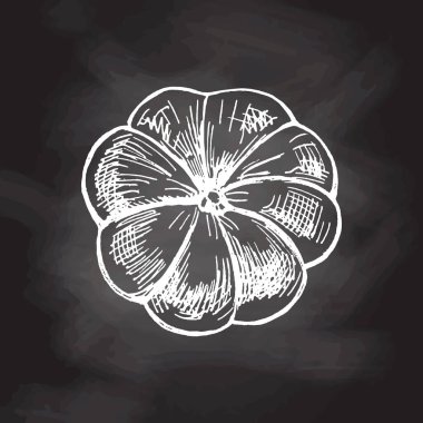 Vektör eli çizilmiş sebze çizimi. Ayrıntılı retro tarzı el yapımı balkabağı çizimi karatahta arka planında izole edildi. Etiketler, ambalajlar ve kart tasarımı için klasik taslak ögesi. 