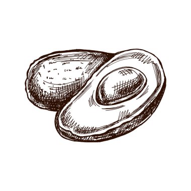 Elle çizilmiş avokado çizimi. Olgun avokado ve avokado yarısının klasik çizimi. Vektör siyah mürekkep ana hatlarıyla besin çizimi çizimi. Meksika yemeği, mutfak. Menü için bir çizim. Latin Amerika.