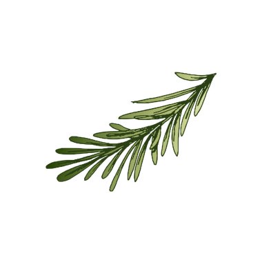 Organik yiyecekler. Biberiye dalının el çizimi vektör çizimi. Klasik illüstrasyon. Kafelerin menüsü için dekorasyonlar. Kabartmalı resim. 