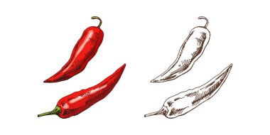 Organik yiyecekler. El çizimi retro renkli ve kırmızı biberlerin tek renkli vektör çizimi. Doodle vintage çizimi. Kabartmalı resim. 
