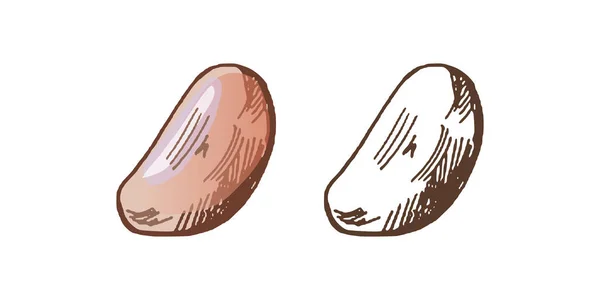 Elle çizilmiş sarımsak rengi ve tek renkli vektör çizimi. Doodle vintage çizimi. Kafelerin ve etiketlerin menüsü için dekorasyonlar. Kabartmalı resim.