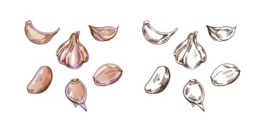 Organik yiyecekler. El çizimi retro tarzı sarımsak kafa ve parçalarının tek renkli vektör çizimi. Doodle vintage çizimi. Kabartmalı resim.