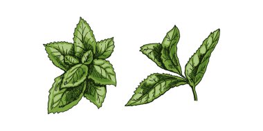 Organik yiyecekler. Nane yapraklarının el çizimi vektör çizimi. Doodle vintage çizimi. Menü ve etiketler için dekorasyonlar. Kabartmalı resim. 