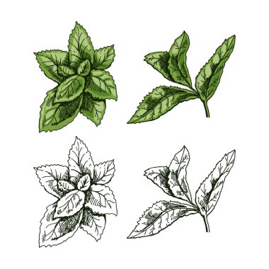 Organik yiyecekler. Nane yapraklarının elle çizilmiş ve tek renkli vektör çizimi. Doodle vintage çizimi. Menü ve etiketler için dekorasyonlar. Kabartmalı resim. 