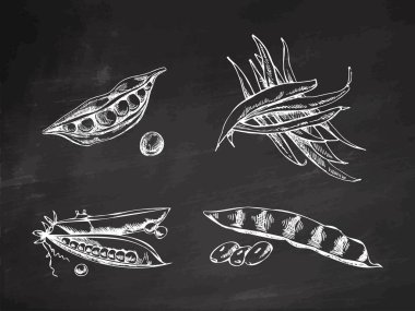 Elle çizilmiş yeşil bezelye ve çalı fasulyesi seti. Tahta arka planda vektör sebzeler. Klasik karalama çizimi. Kafe menüleri ve etiketleri için çizim. Hasat..